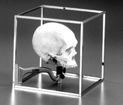 Измерения головы и черепа